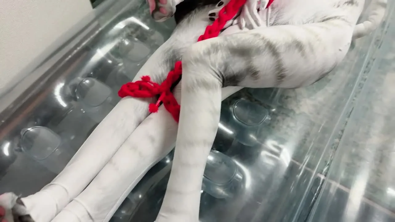 人喰いソファの正しい二つの使用方法 - FC2 Video - 181415