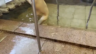 サンプル7 - FC2 Video - 229236