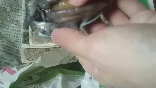 【閲覧注意】海の幸 鮑 手マン 素股オナニー - FC2 Video - 245638