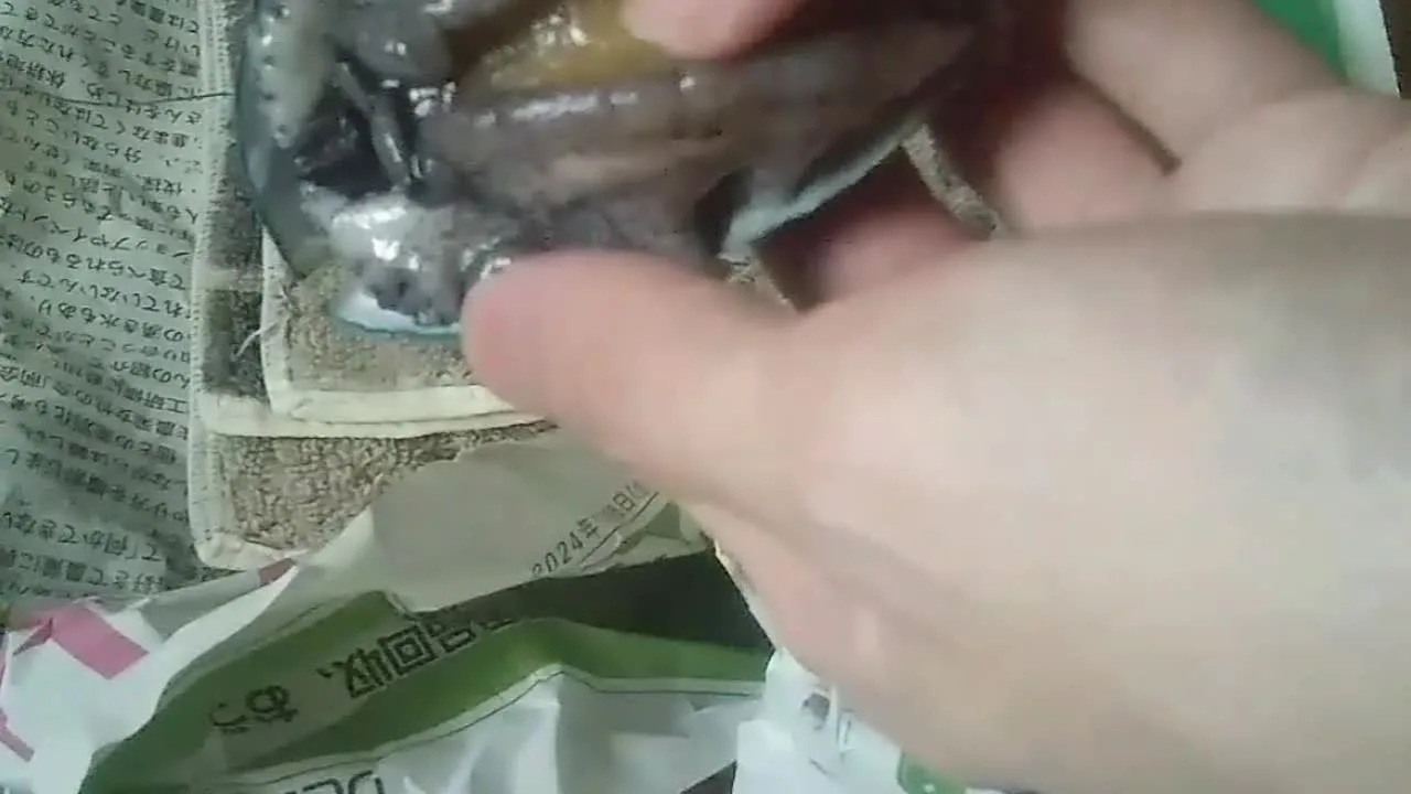 【閲覧注意】海の幸 鮑 手マン 素股オナニー - FC2 Video - 245638