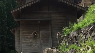 露天風呂とお猿さん - FC2 Video - 256773