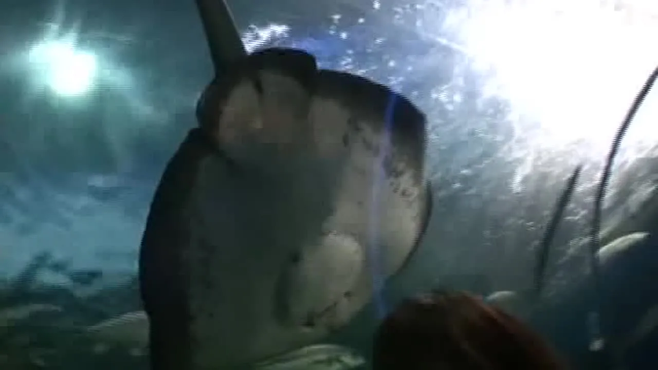 「あなたごめんなさい…、私、おま○こが疼いてしかたないの…」　いつまでも女でいたいと思う人妻たち　素人妻２名　その１欲ボスさん素材　２名　その２ - FC2 Video - 270916