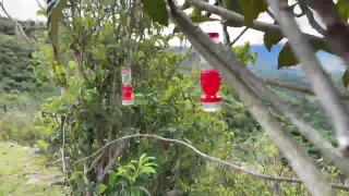 ハチドリ 時差14時 - FC2 Video - 308133