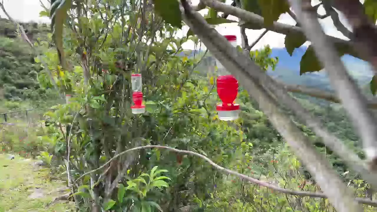 ハチドリ 時差14時 - FC2 Video - 308133