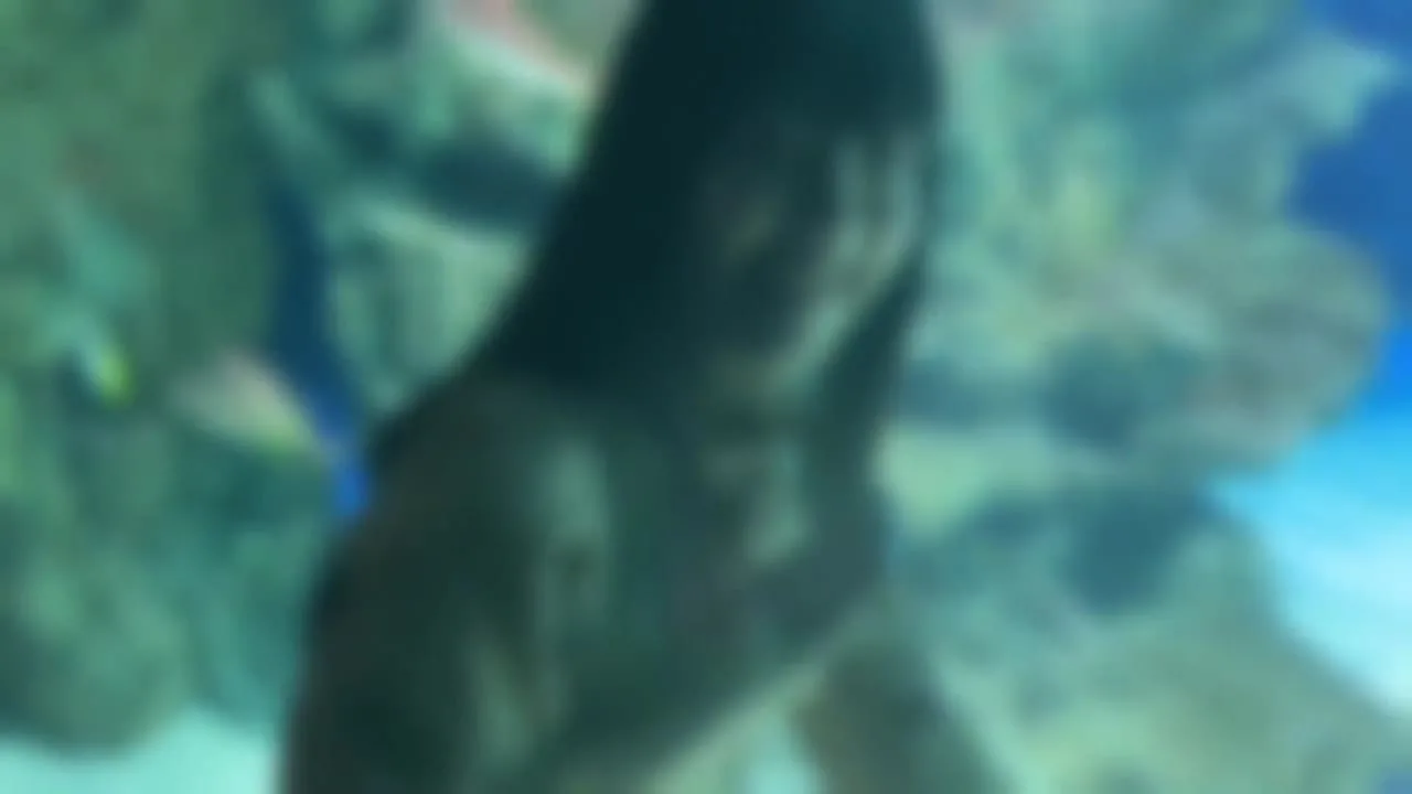 明治大学日本文学部在学中の美乳・美尻・清楚系の女のこと水族館デート後、中 出しエッチ2回戦 - FC2 Video - 315203