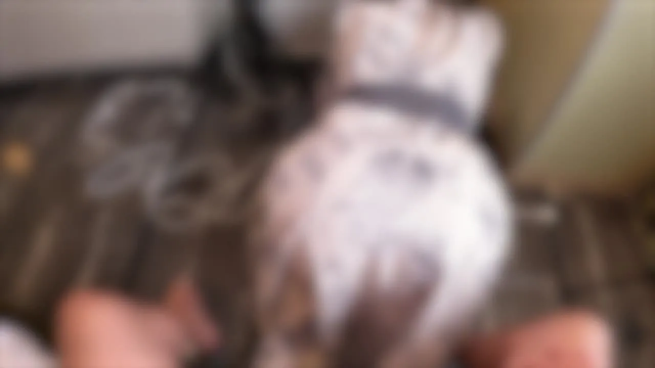 再出演を後悔させたい完全服従　肉便器【愛華2 前編】 - FC2 Video - 368576