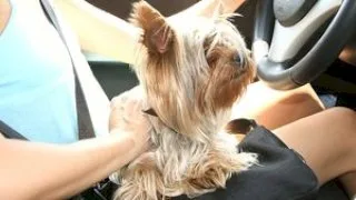 A walk with Zuzu - 21Sextury - 8101